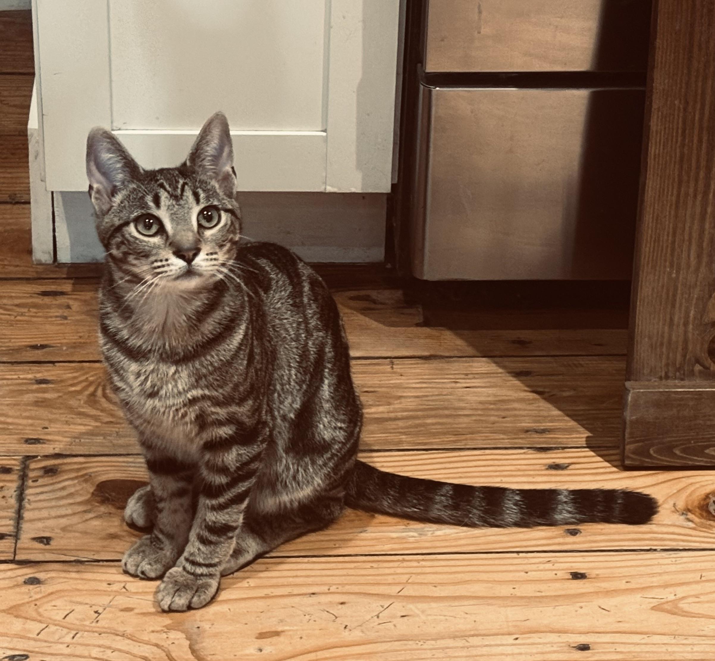 Enlarge River (he's a lover), a ADOPTABLE mixed breed in Southbury, CT image 4/6