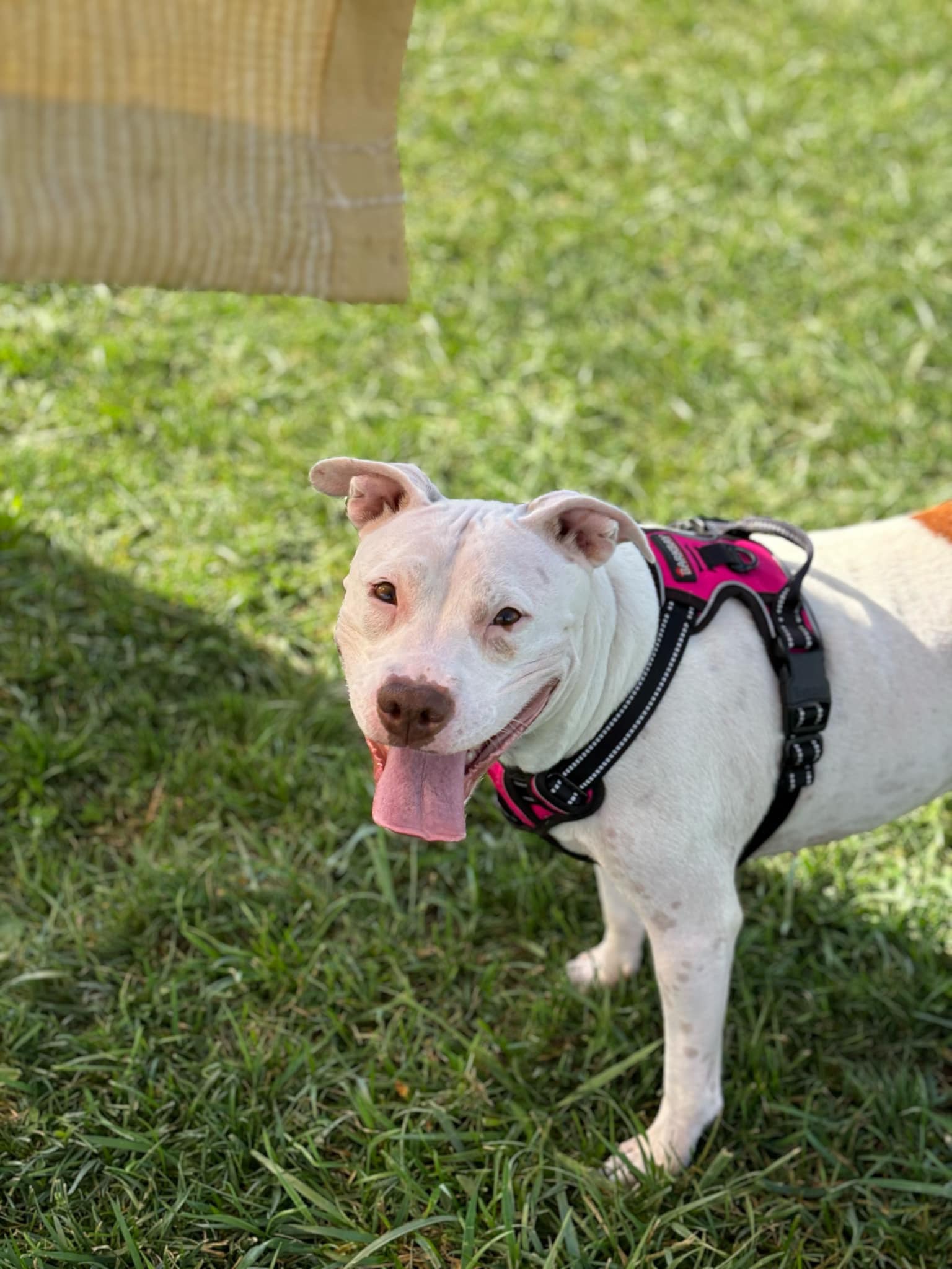 Coco, an adoptable Terrier in Jamesville, NY, 13078 | Photo Image 2