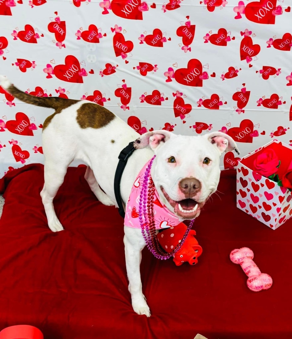 Coco, an adoptable Terrier in Jamesville, NY, 13078 | Photo Image 3