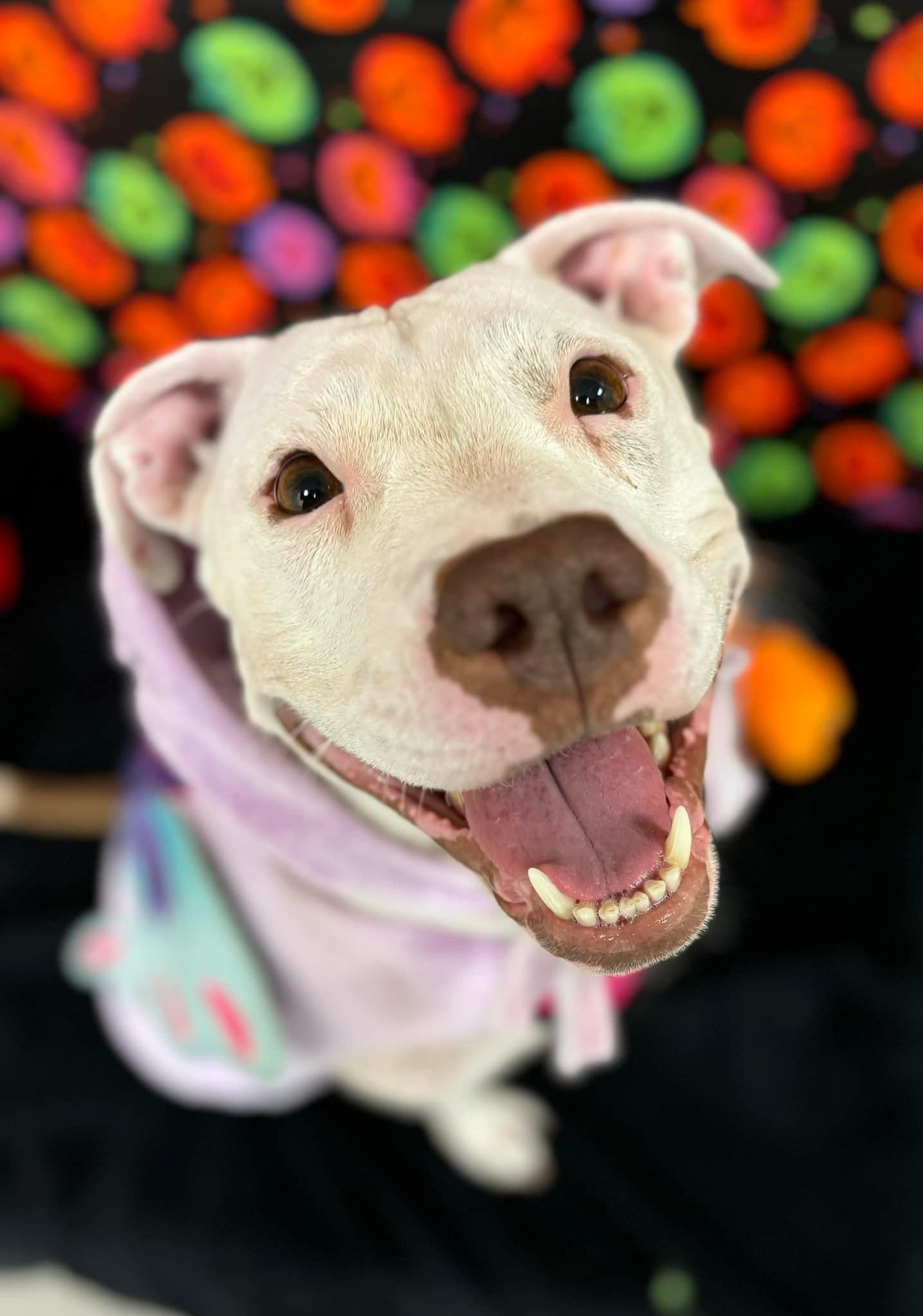 Coco, an adoptable Terrier in Jamesville, NY, 13078 | Photo Image 4