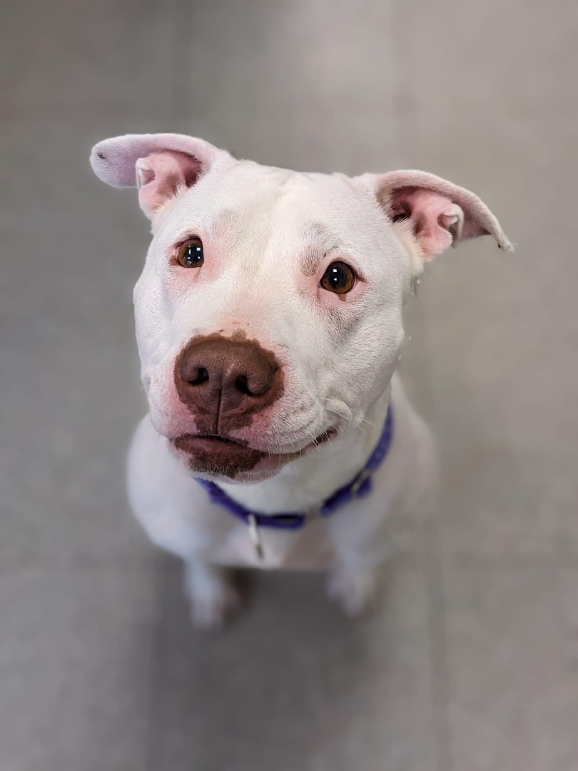 Coco, an adoptable Terrier in Jamesville, NY, 13078 | Photo Image 5