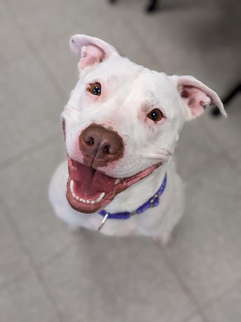 Coco, an adoptable Terrier in Jamesville, NY, 13078 | Photo Image 1