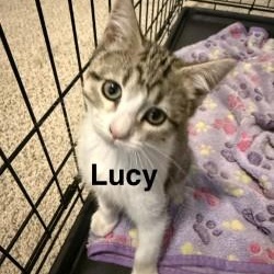 Lucy, Adoptable, Kitten Female Domestic Short Hair.