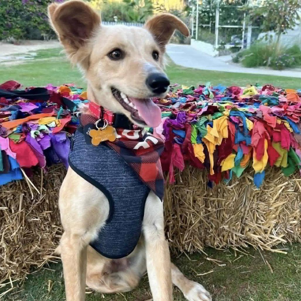 Enlarge SAMURAY, an adopted mixed breed in Graham, WA image 1/3