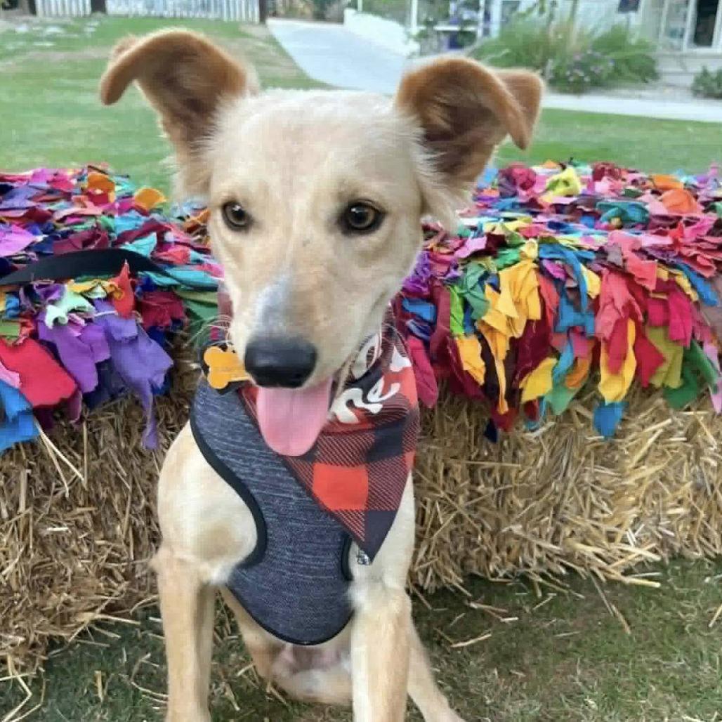 Enlarge SAMURAY, an adopted mixed breed in Graham, WA image 3/3