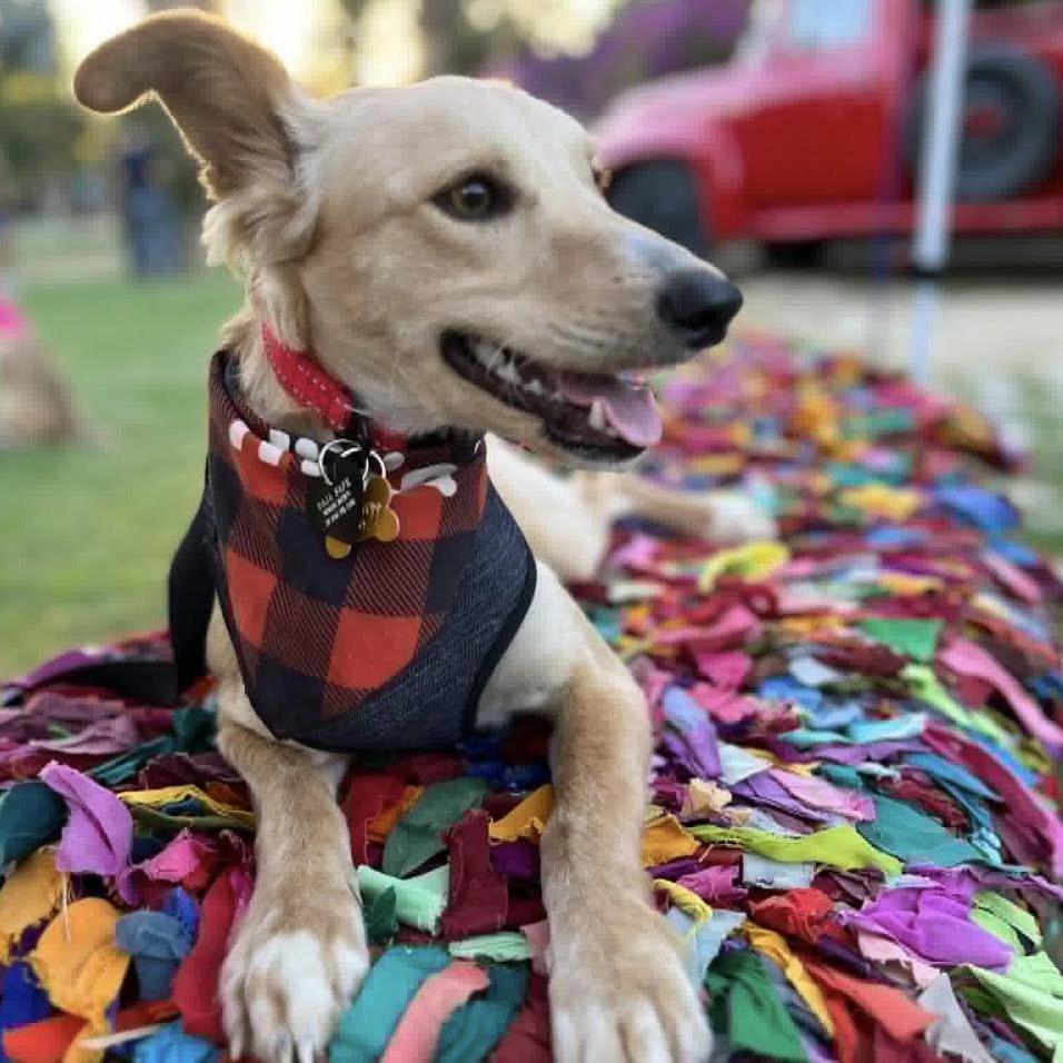 Enlarge SAMURAY, an adopted mixed breed in Graham, WA image 2/3