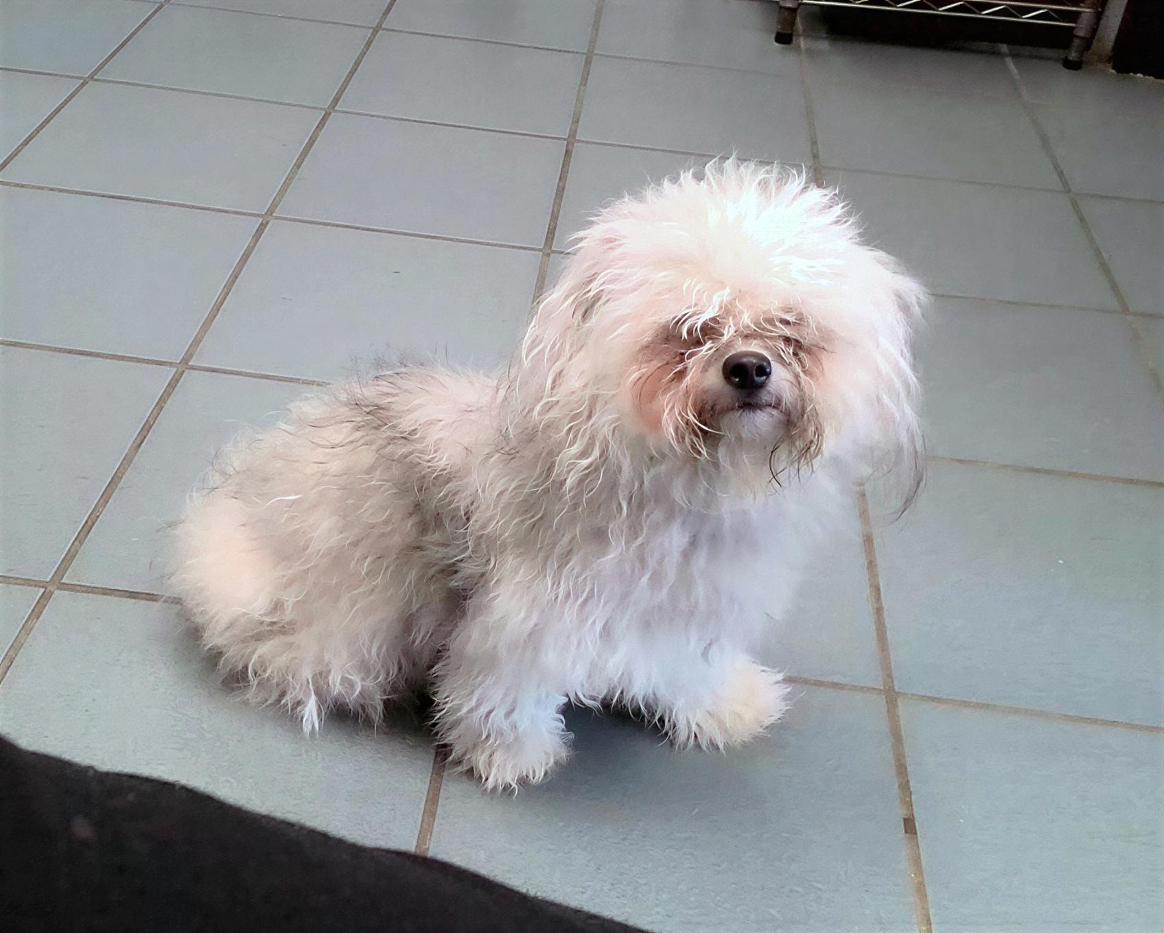 Lita Ford, adopted, Young Female Mixed Breed.