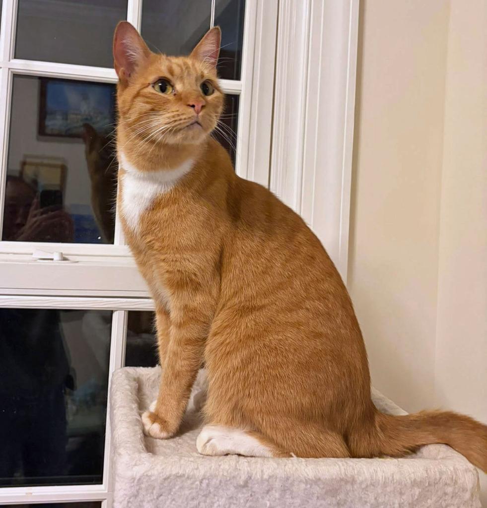 Guiness17FS, Adoptable, Senior Male Domestic Short Hair.