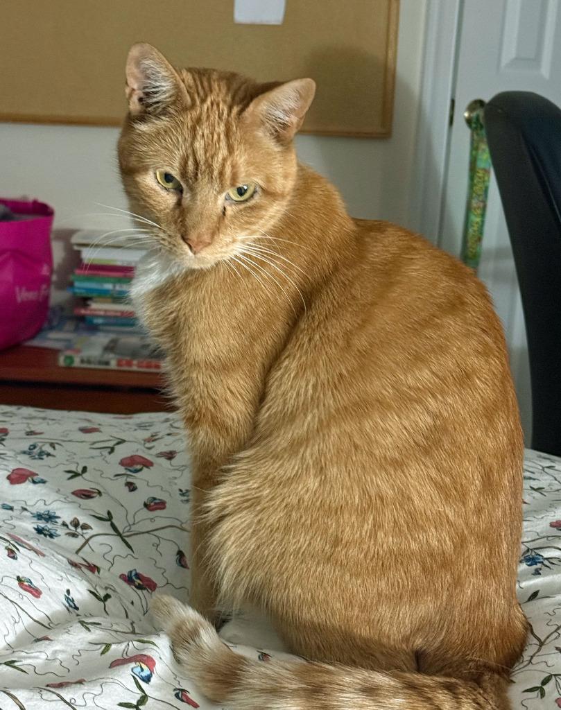 Enlarge Guiness17FS, a Adoptable mixed breed in Youngsville, NC image 3/4