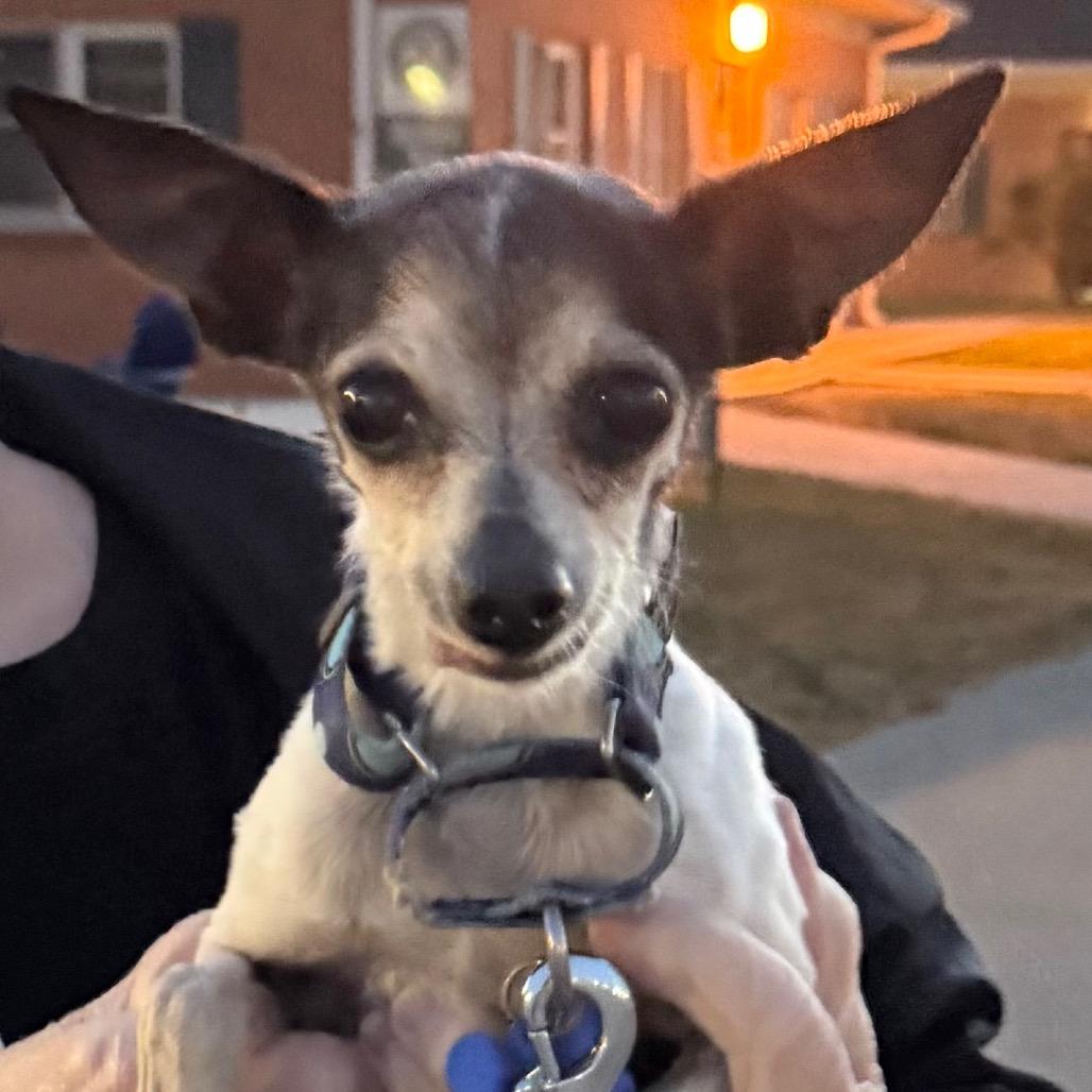 Jolie, Adoptable, Senior Female Chihuahua.