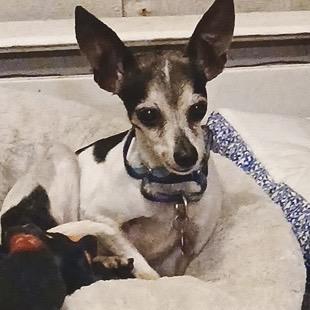 Jolie, a Adoptable Chihuahua in Hudson, IL image 2/5