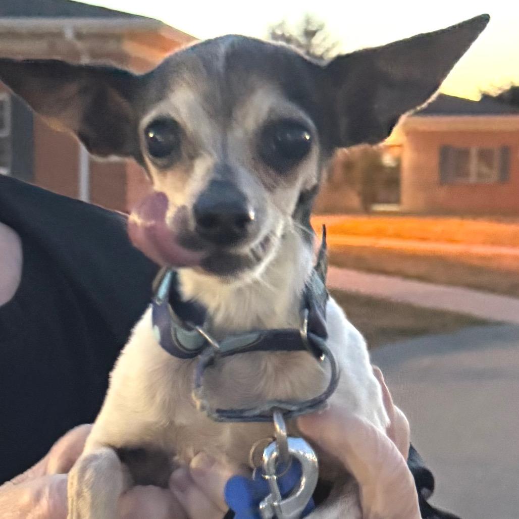 Jolie, a Adoptable Chihuahua in Hudson, IL image 3/5