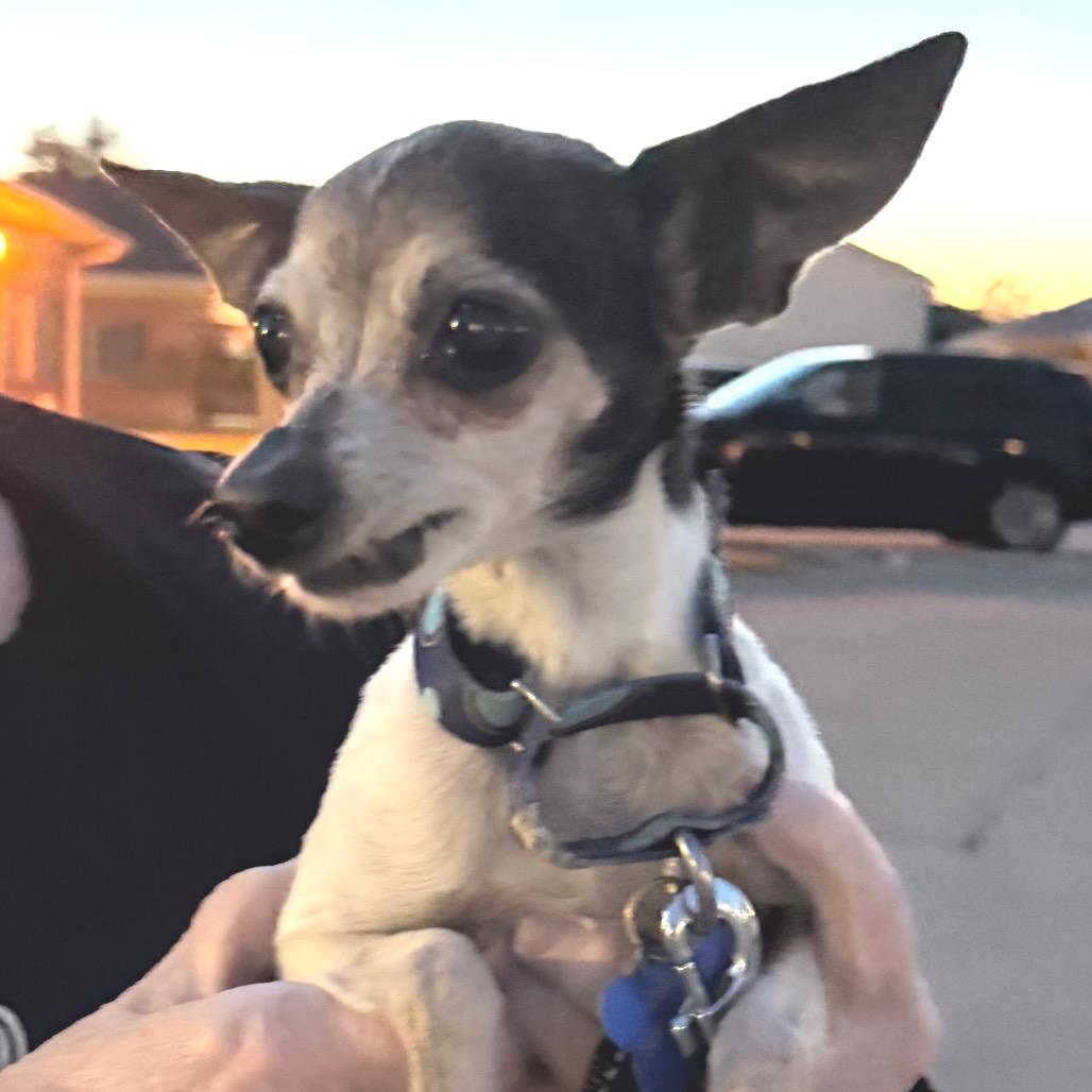 Jolie, a Adoptable Chihuahua in Hudson, IL image 4/5