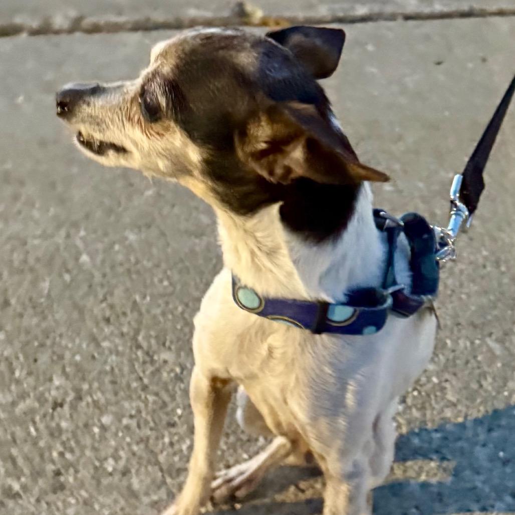 Jolie, a Adoptable Chihuahua in Hudson, IL image 5/5