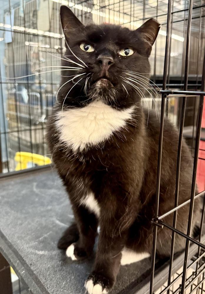 Enlarge Socks, a Adoptable Domestic Short Hair in Taylor, PA image 1/6