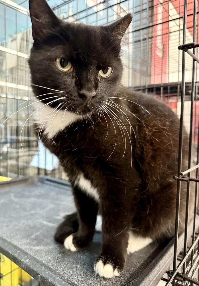 Enlarge Socks, a Adoptable Domestic Short Hair in Taylor, PA image 5/6