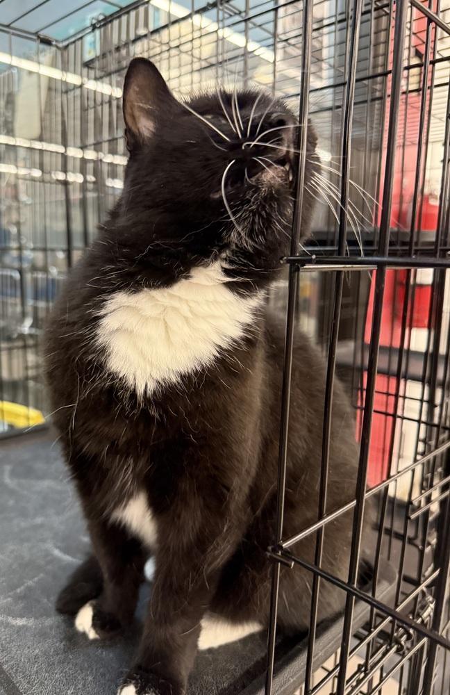 Enlarge Socks, a Adoptable Domestic Short Hair in Taylor, PA image 6/6