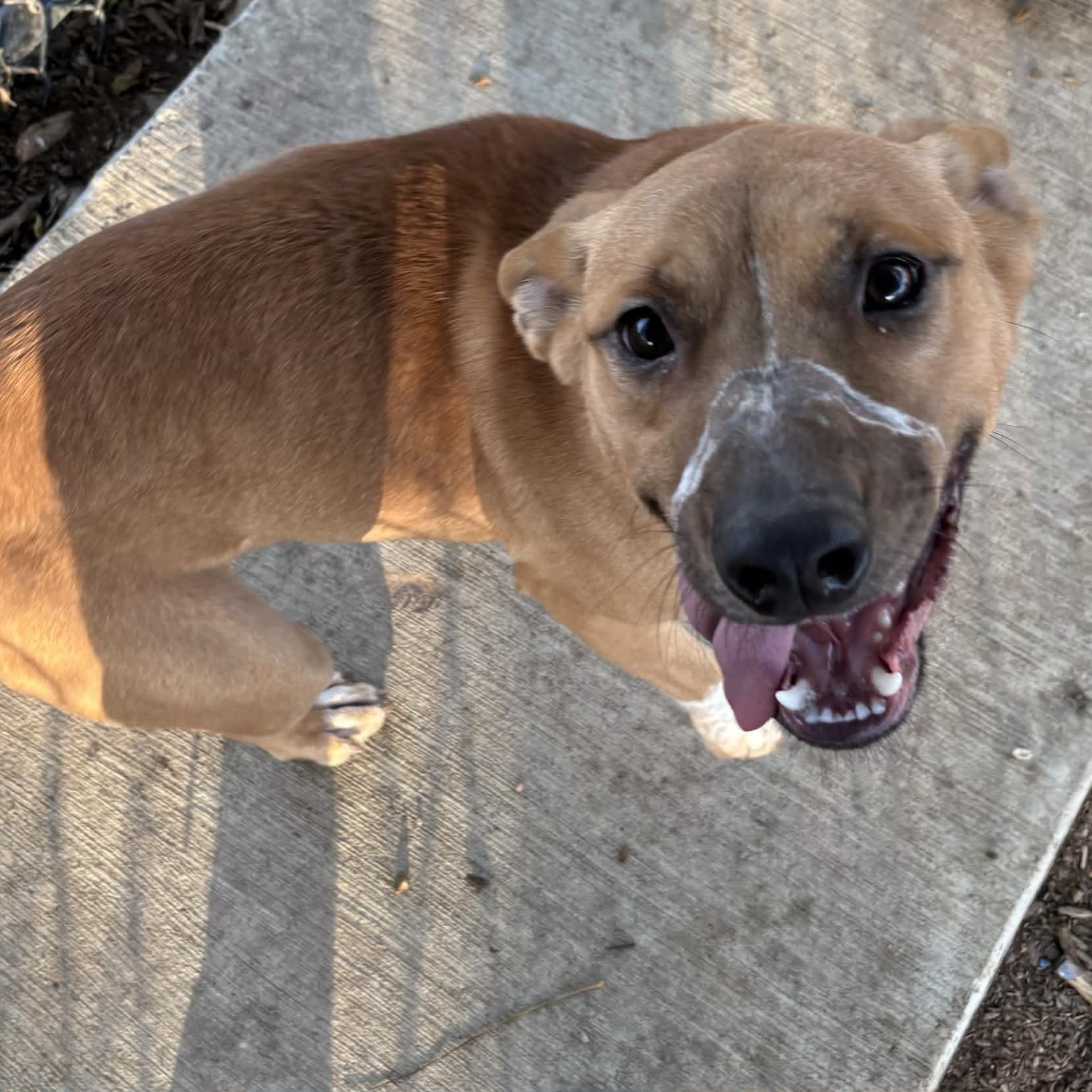 Kenai, a ADOPTABLE mixed breed in The Colony, TX image 4/6