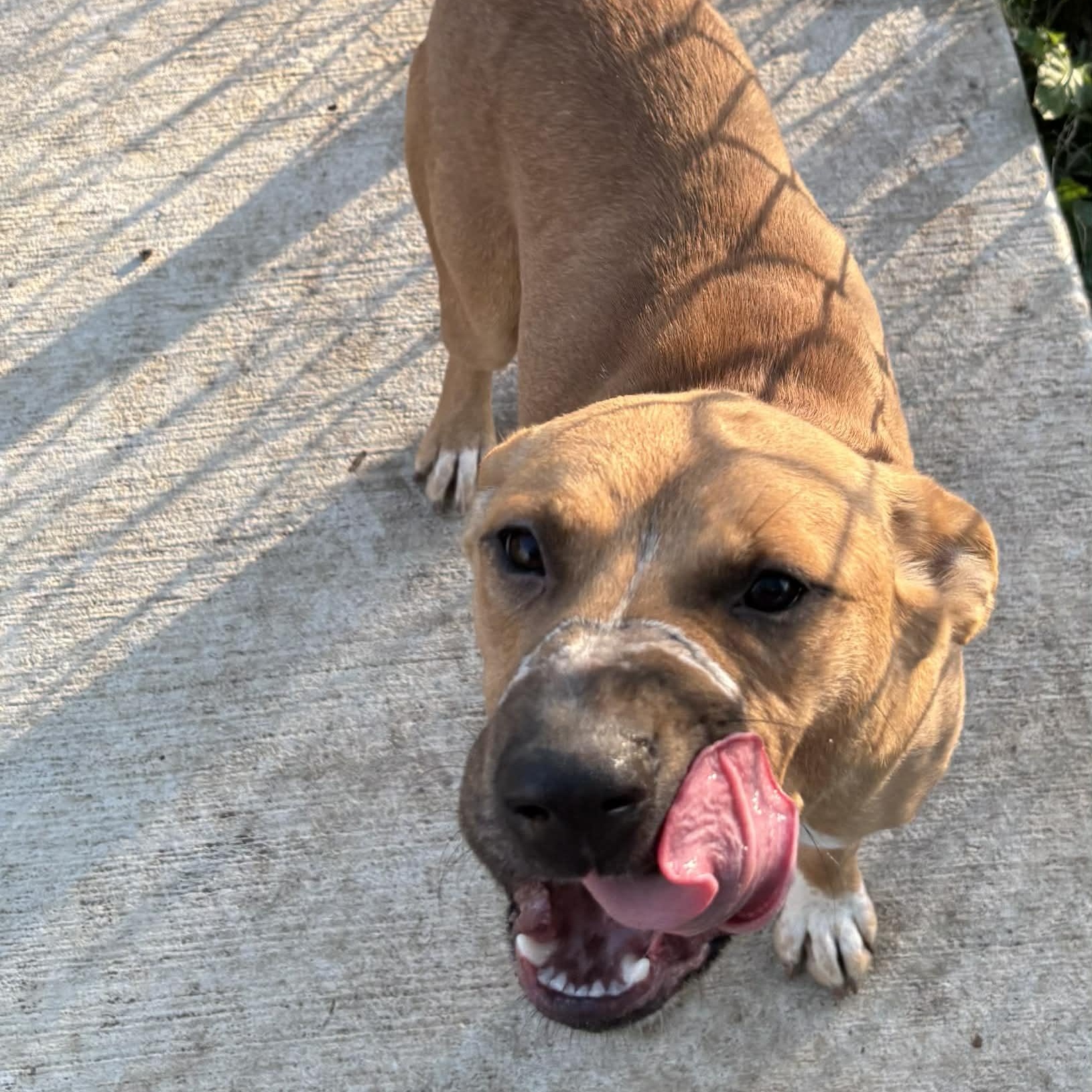 Kenai, a ADOPTABLE mixed breed in The Colony, TX image 3/6