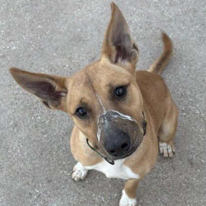 Kenai, ADOPTABLE, Young Male Carolina Dog & Australian Cattle Dog / Blue Heeler.