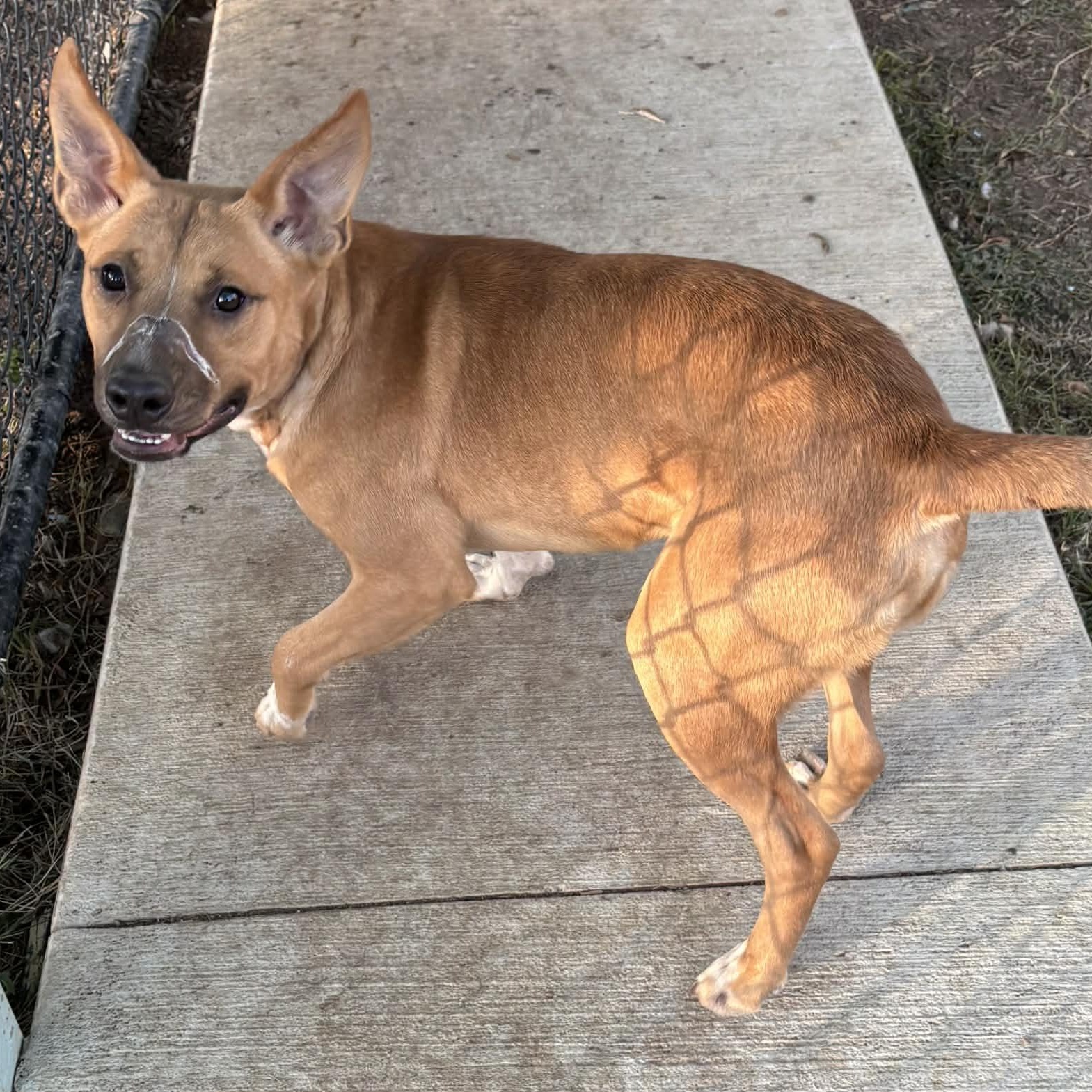 Kenai, a ADOPTABLE mixed breed in The Colony, TX image 6/6