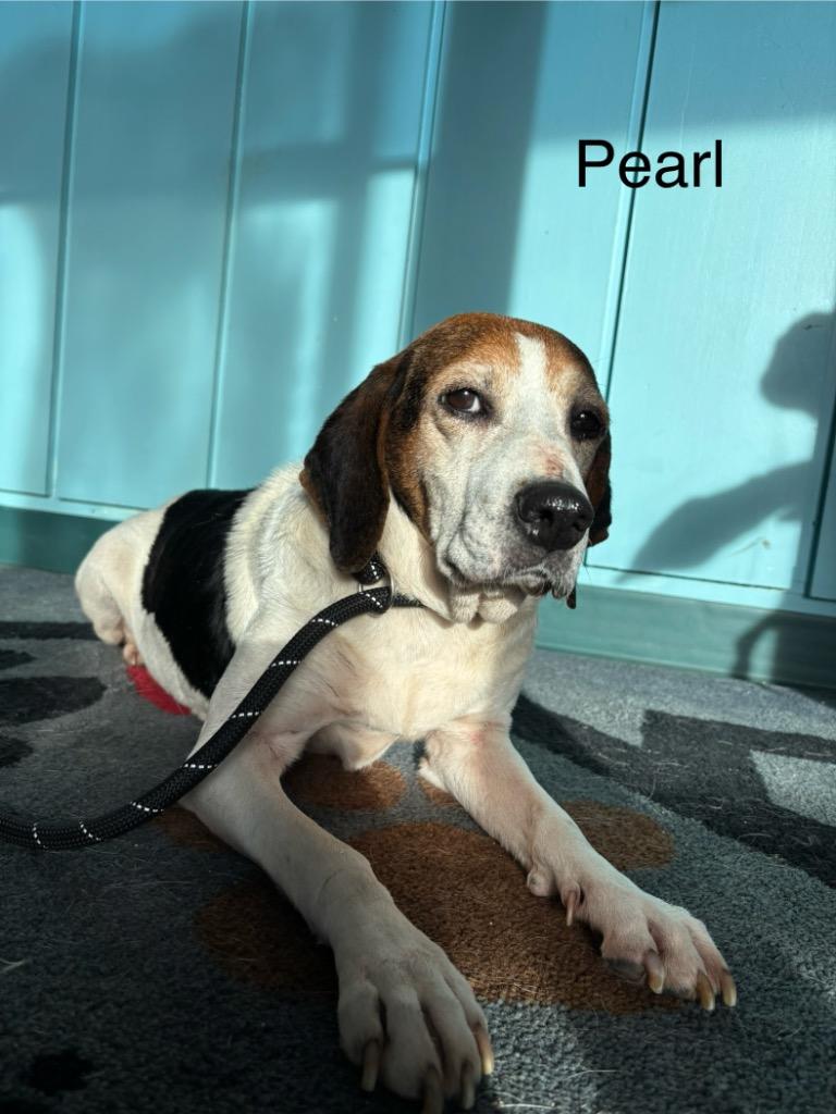 B15 Pearl, Adoptable, Senior Female Beagle & Hound.