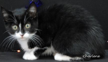 Enlarge Ursula, a Adoptable Domestic Short Hair image 1/1