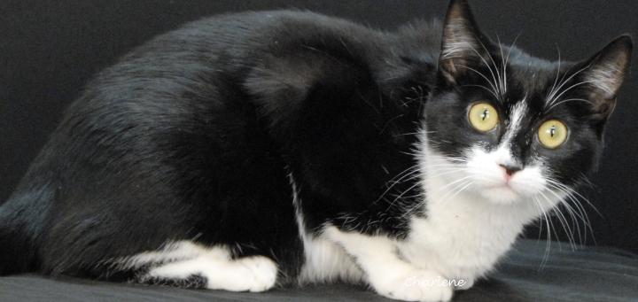 Ursula, a Adoptable Domestic Short Hair in Newland, NC image 1/2