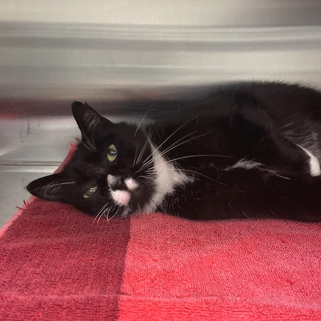 Enlarge Zelda, a Adoptable Domestic Short Hair in Wheeling, IL image 3/6