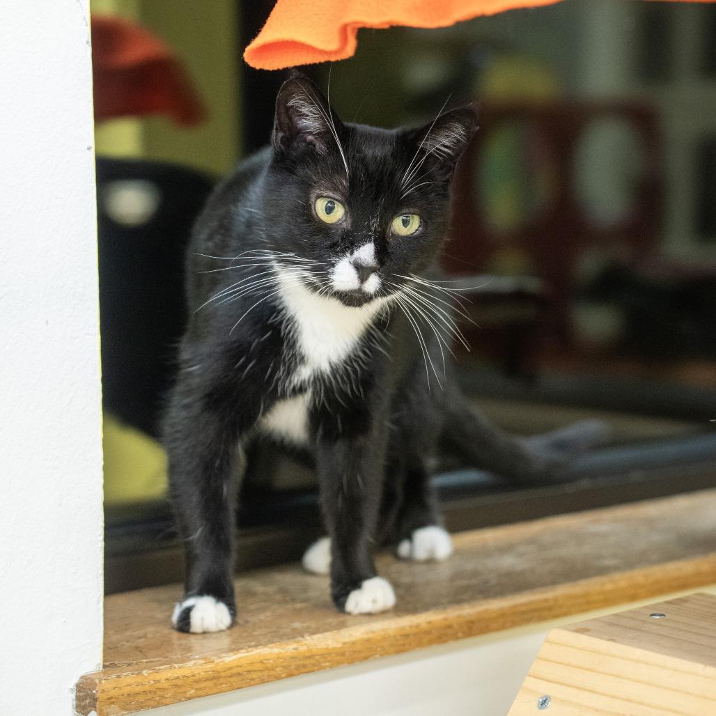 Zelda, a Adoptable Domestic Short Hair in Wheeling, IL image 4/6