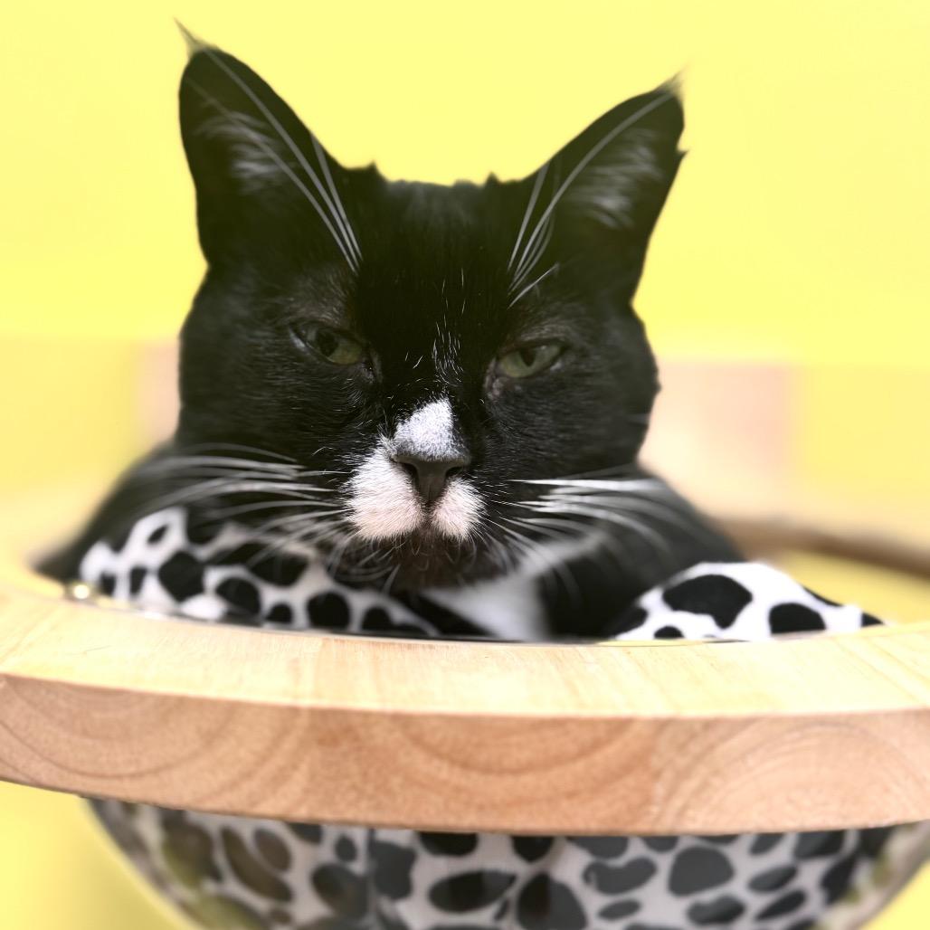 Enlarge Zelda, a Adoptable Domestic Short Hair in Wheeling, IL image 4/6