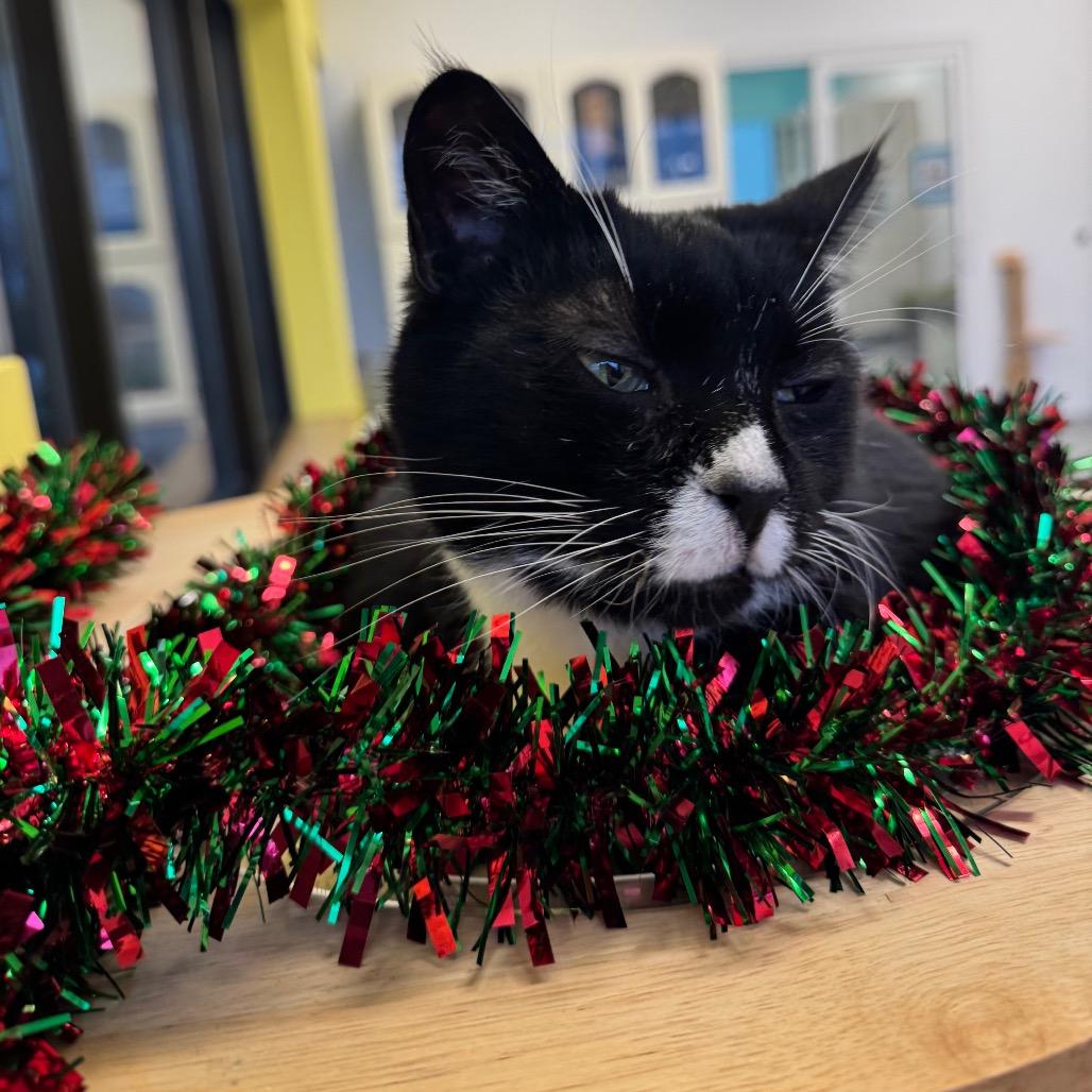 Enlarge Zelda, a Adoptable Domestic Short Hair in Wheeling, IL image 5/6