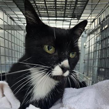 Enlarge Zelda, a Adoptable Domestic Short Hair in Wheeling, IL image 6/6