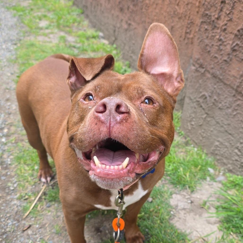 Nestle, Adoptable, Adult Female Pit Bull Terrier.