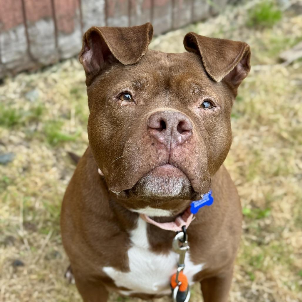 Nestle, a Adoptable Pit Bull Terrier in Tacoma, WA image 2/2