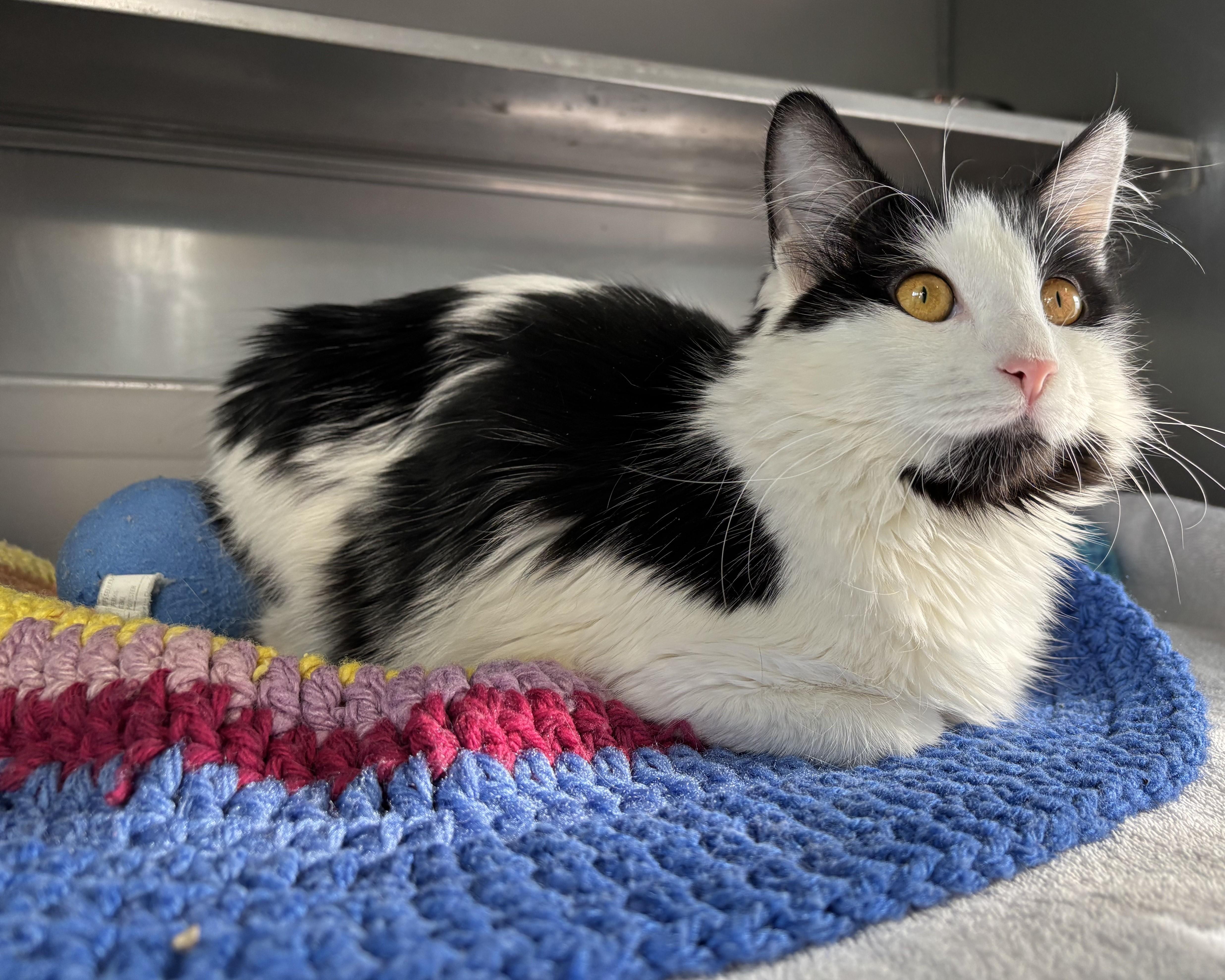 Hazel , a ADOPTABLE Domestic Long Hair in Montrose, CO image 2/3