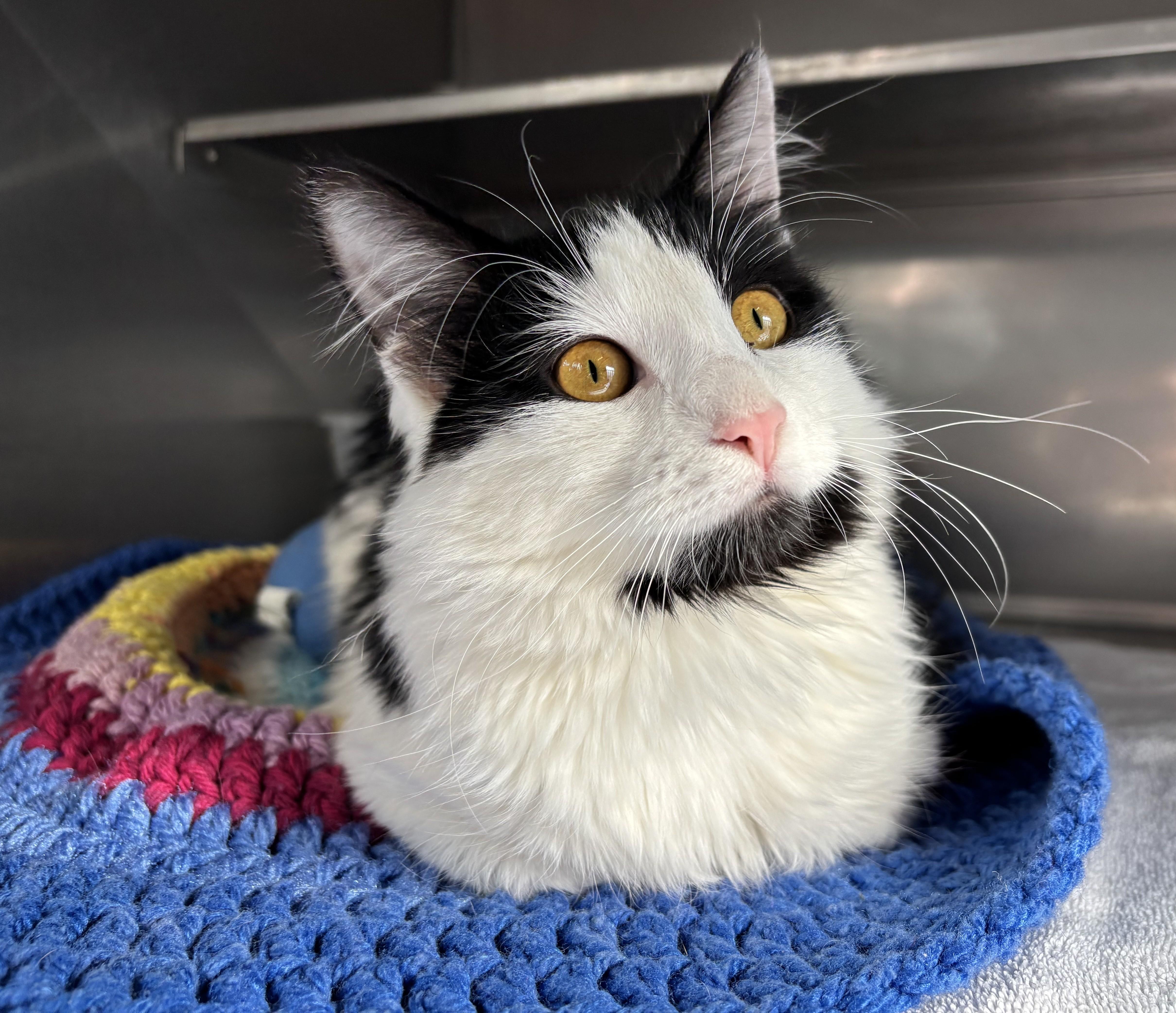 Hazel , a ADOPTABLE Domestic Long Hair in Montrose, CO image 3/3