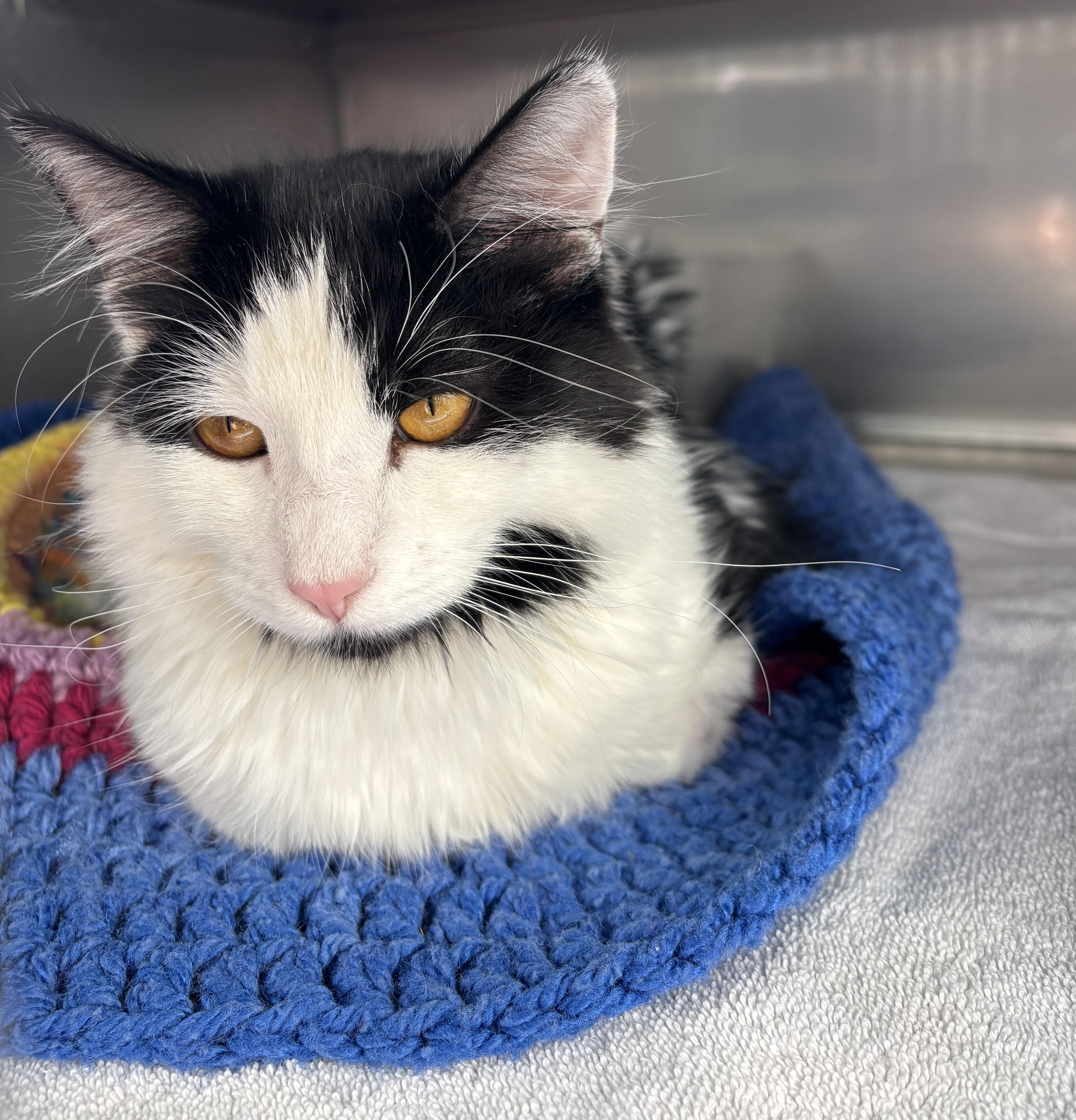 Hazel , a ADOPTABLE Domestic Long Hair in Montrose, CO image 1/3