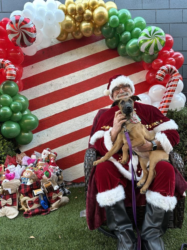 Belle, Adoptable, Puppy Female German Shepherd Dog.