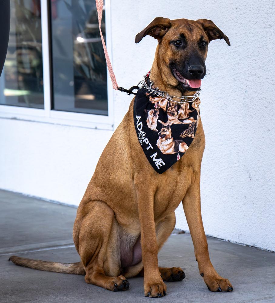 Belle, Adoptable, Puppy Female German Shepherd Dog.