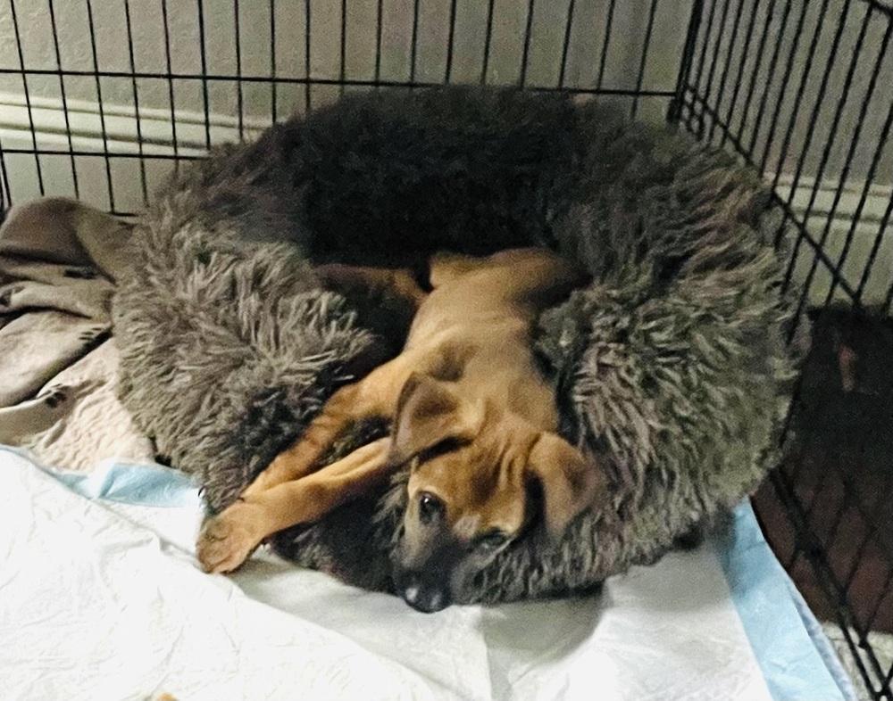 Belle, Adoptable, Puppy Female German Shepherd Dog.