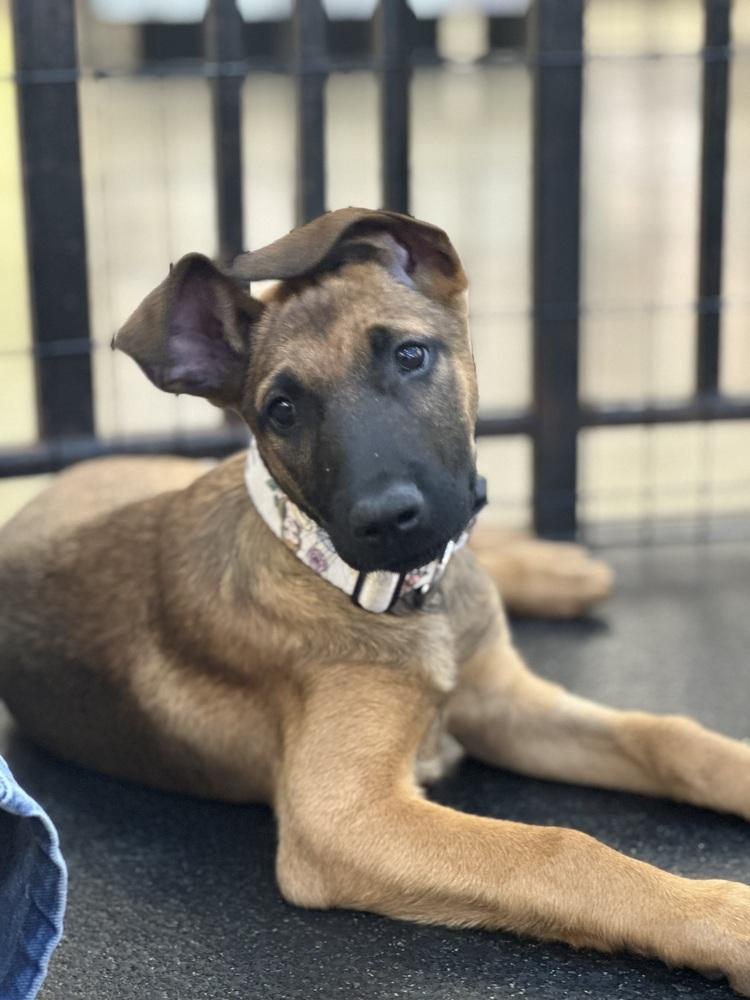 Belle, a Adoptable mixed breed in Pleasant Hill, CA image 2/6