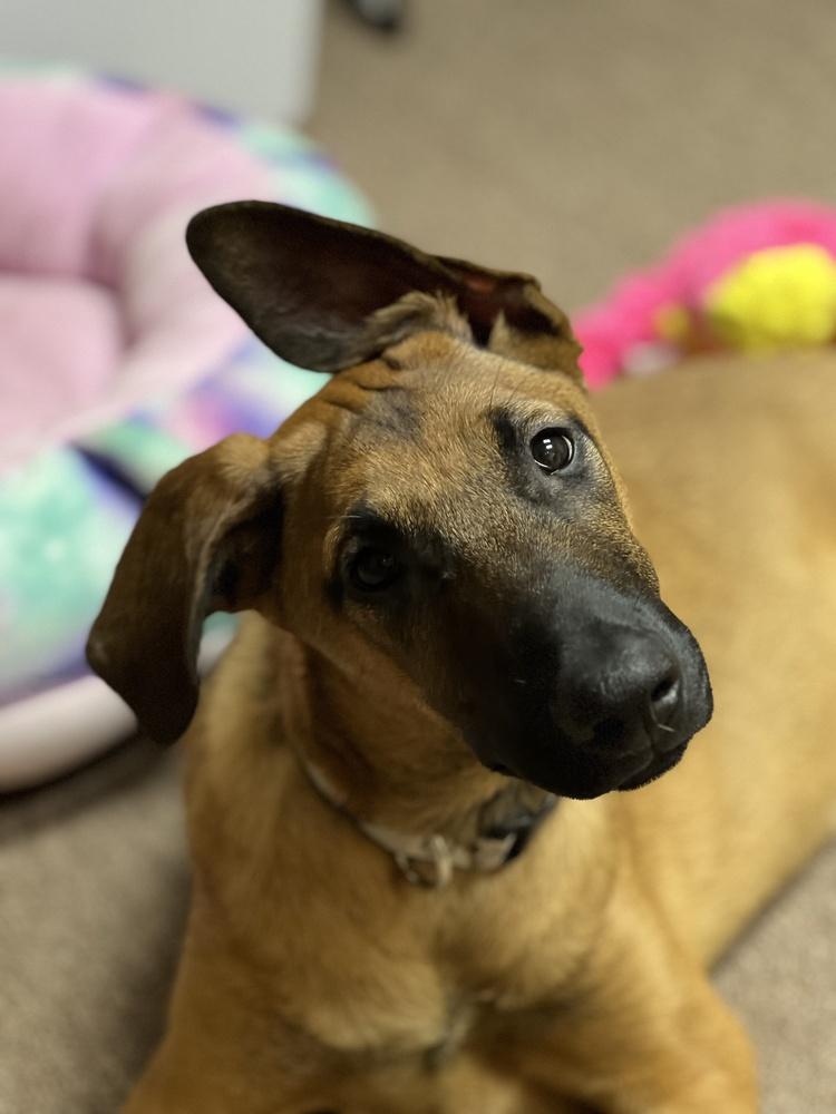 Belle, Adoptable, Puppy Female German Shepherd Dog.