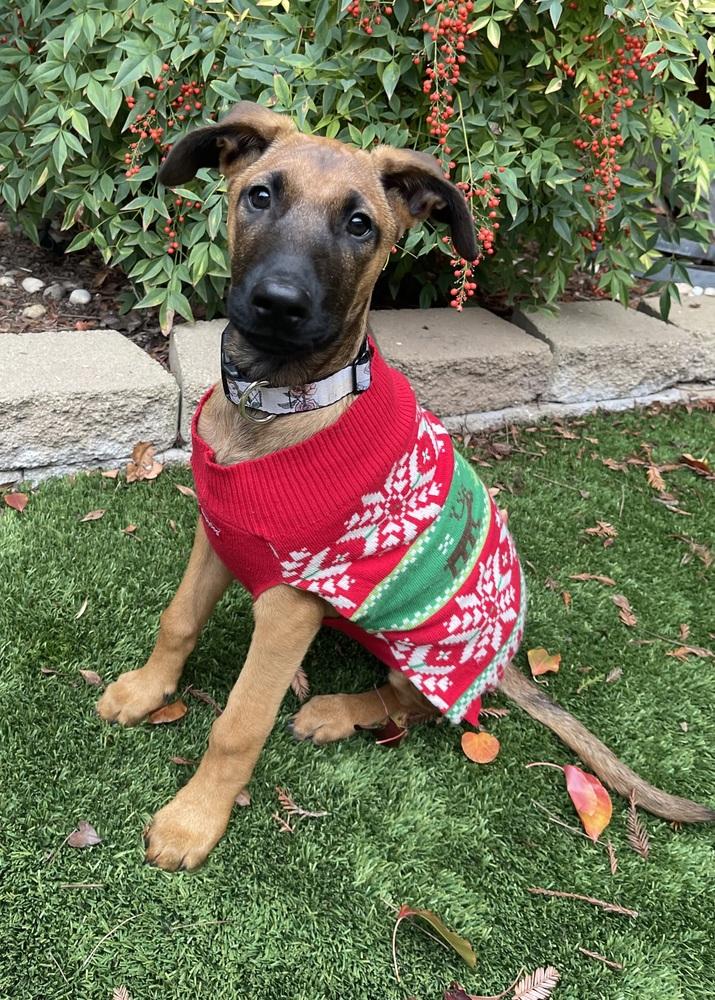 Belle, a Adoptable mixed breed in Pleasant Hill, CA image 4/6