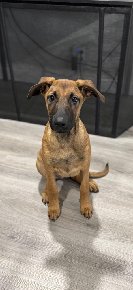 Enlarge Belle, a Adoptable mixed breed in Pleasant Hill, CA image 3/6