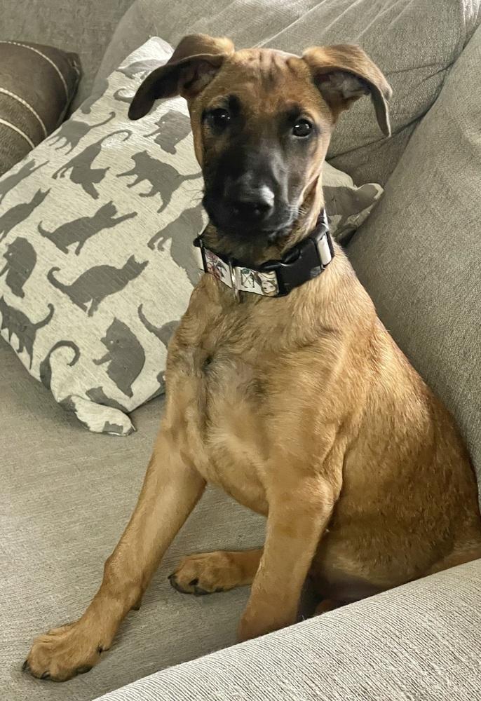 Belle, a Adoptable mixed breed in Pleasant Hill, CA image 5/6