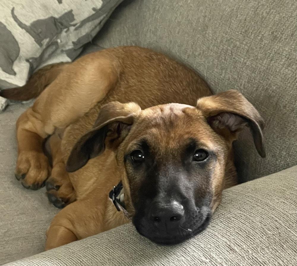 Belle, a Adoptable mixed breed in Pleasant Hill, CA image 6/6