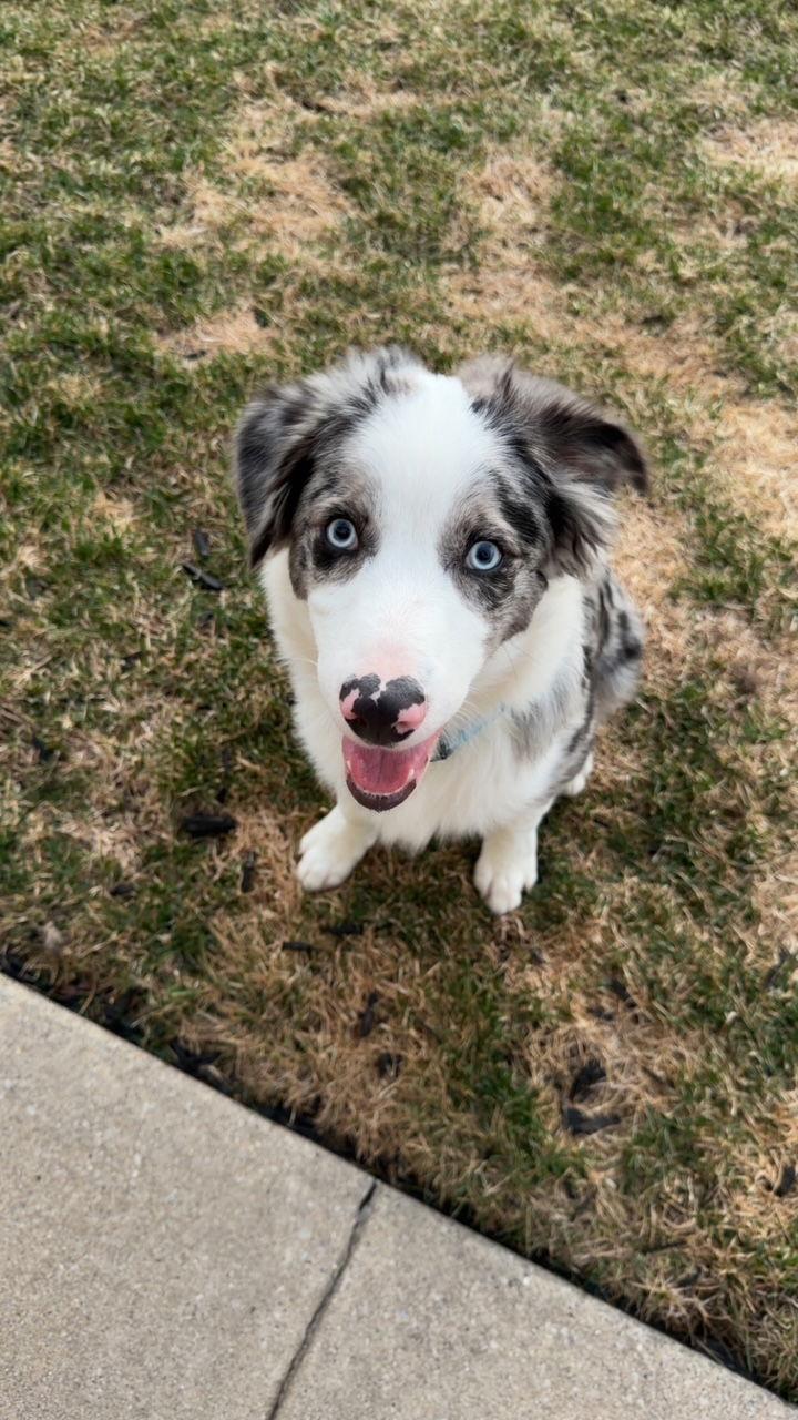 Enlarge Brody CA, a Adoptable Australian Shepherd in Hillside, IL image 1/3