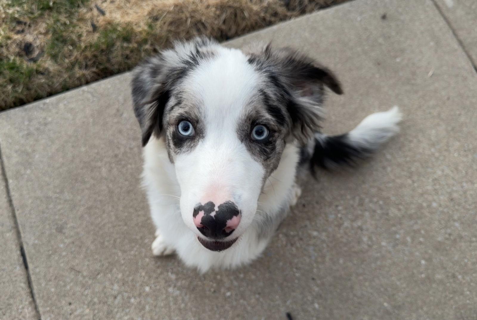 Enlarge Brody CA, a Adoptable Australian Shepherd in Hillside, IL image 2/3