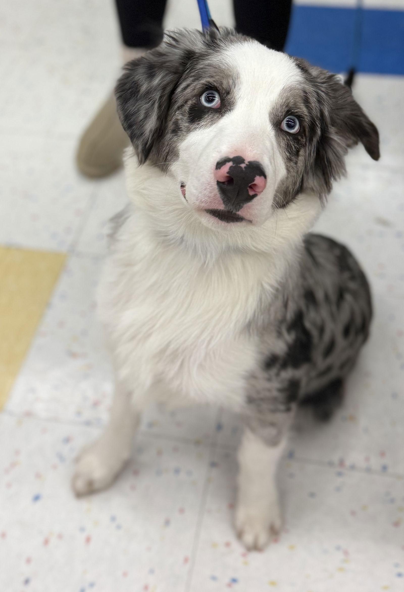 Enlarge Brody CA, a Adoptable Australian Shepherd in Hillside, IL image 3/3
